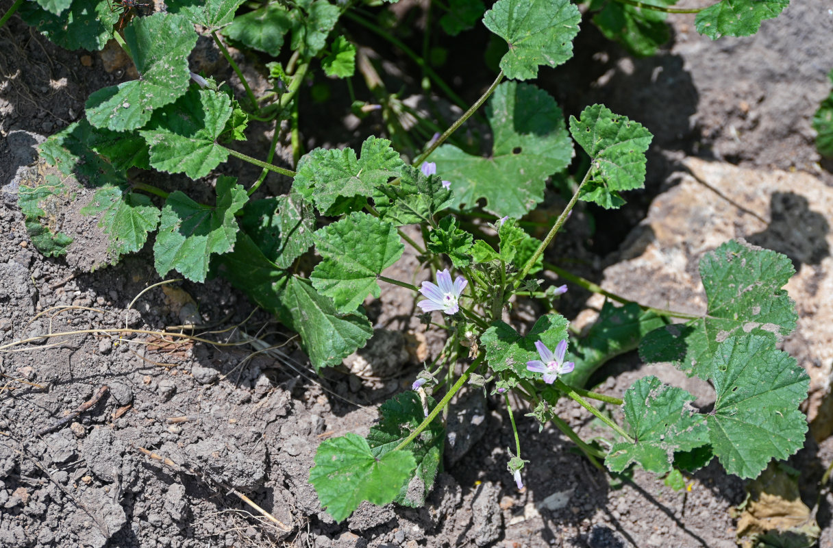 Изображение особи Malva neglecta.