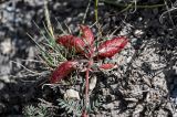 Astragalus beketowii. Соплодие. Киргизия, Ошская обл., Памир, Заалайский хр., долина р. Ачик-Таш, ≈ 3600 м н.у.м., каменистый склон. 08.07.2022.