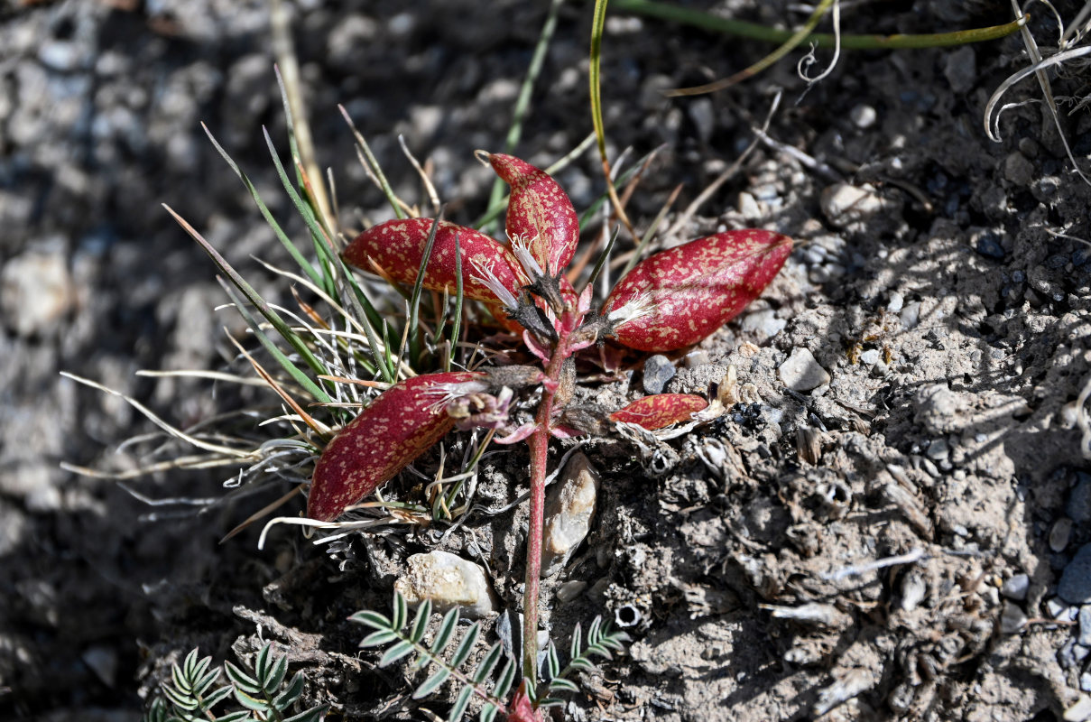 Изображение особи Astragalus beketowii.