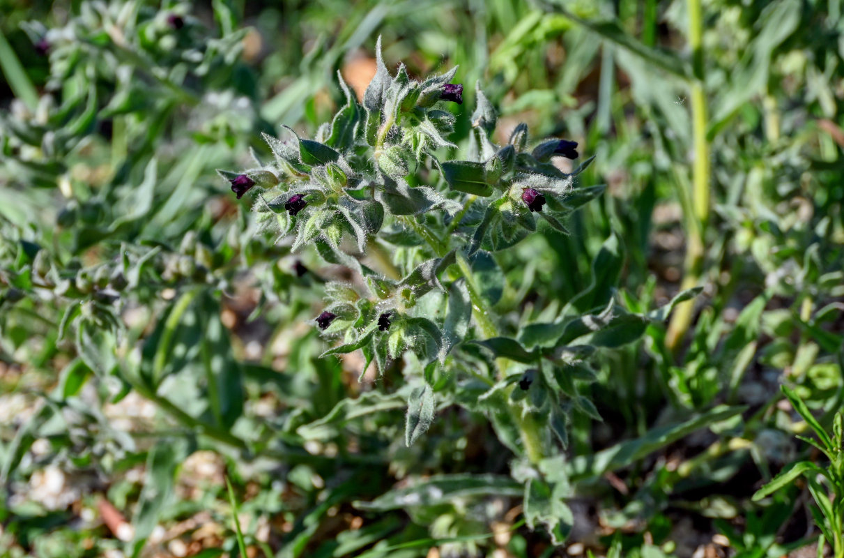 Image of Nonea rossica specimen.