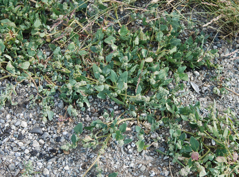 Image of Chenopodium karoi specimen.