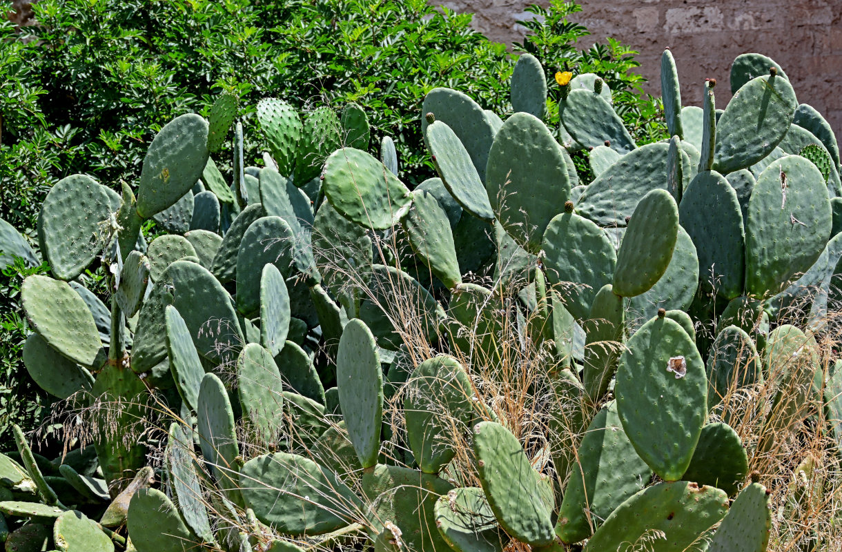 Изображение особи Opuntia ficus-indica.