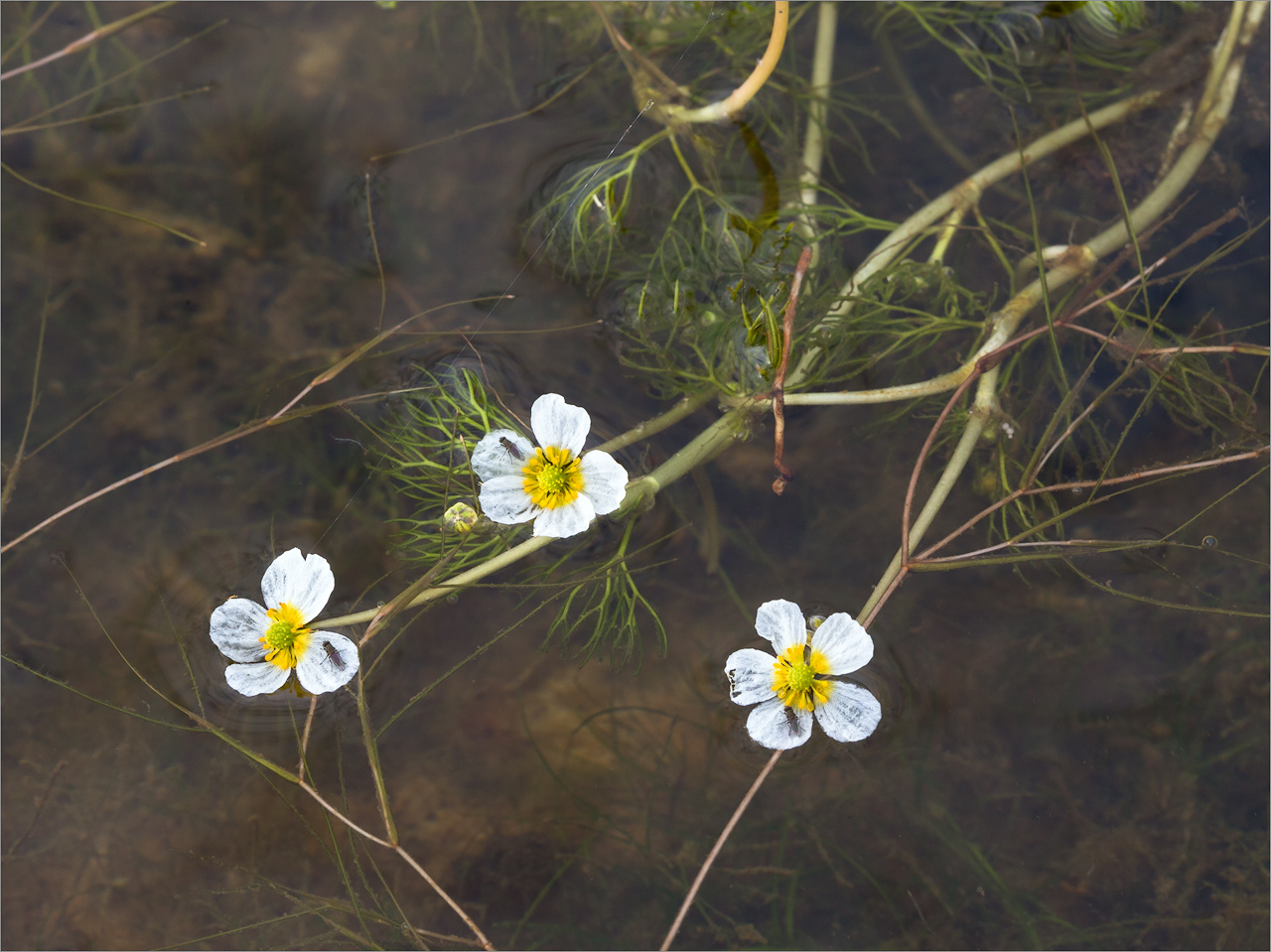 Image of Ranunculus baudotii specimen.