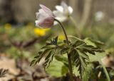 Anemone amurensis