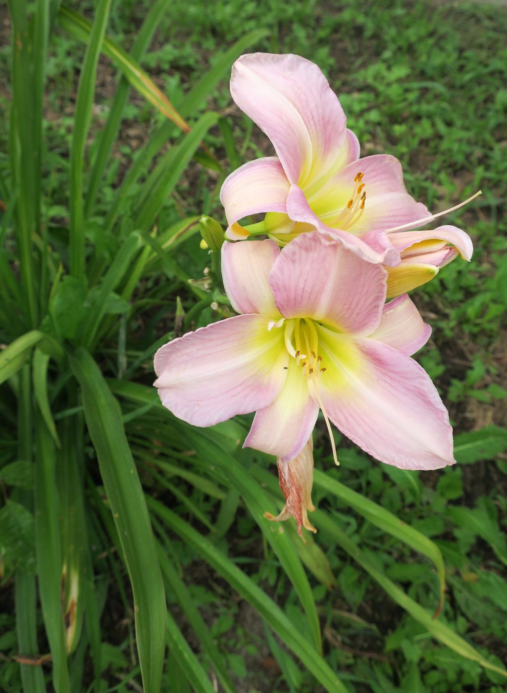 Изображение особи Hemerocallis &times; hybrida.