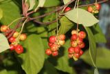 Schisandra chinensis. Часть побега с созревающими плодами. Красноярский край, г. Дивногорск, в культуре. 25.08.2023.