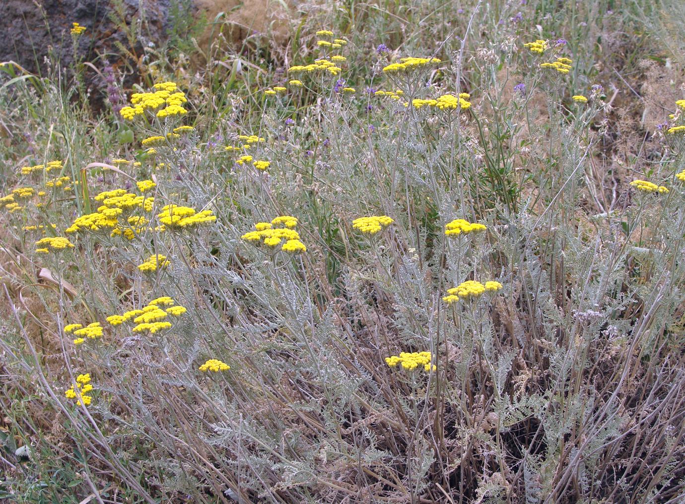 Image of Tanacetum canescens specimen.