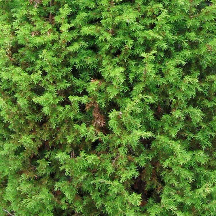 Image of Juniperus communis specimen.