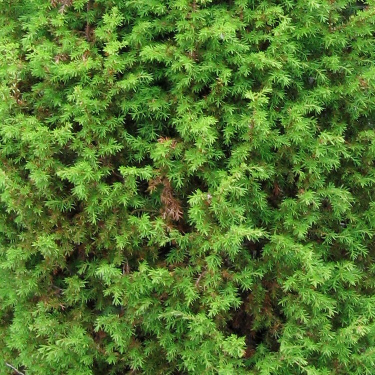 Image of Juniperus communis specimen.