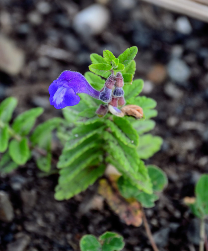 Изображение особи Scutellaria strigillosa.