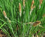 Смотреть изображение Carex cespitosa