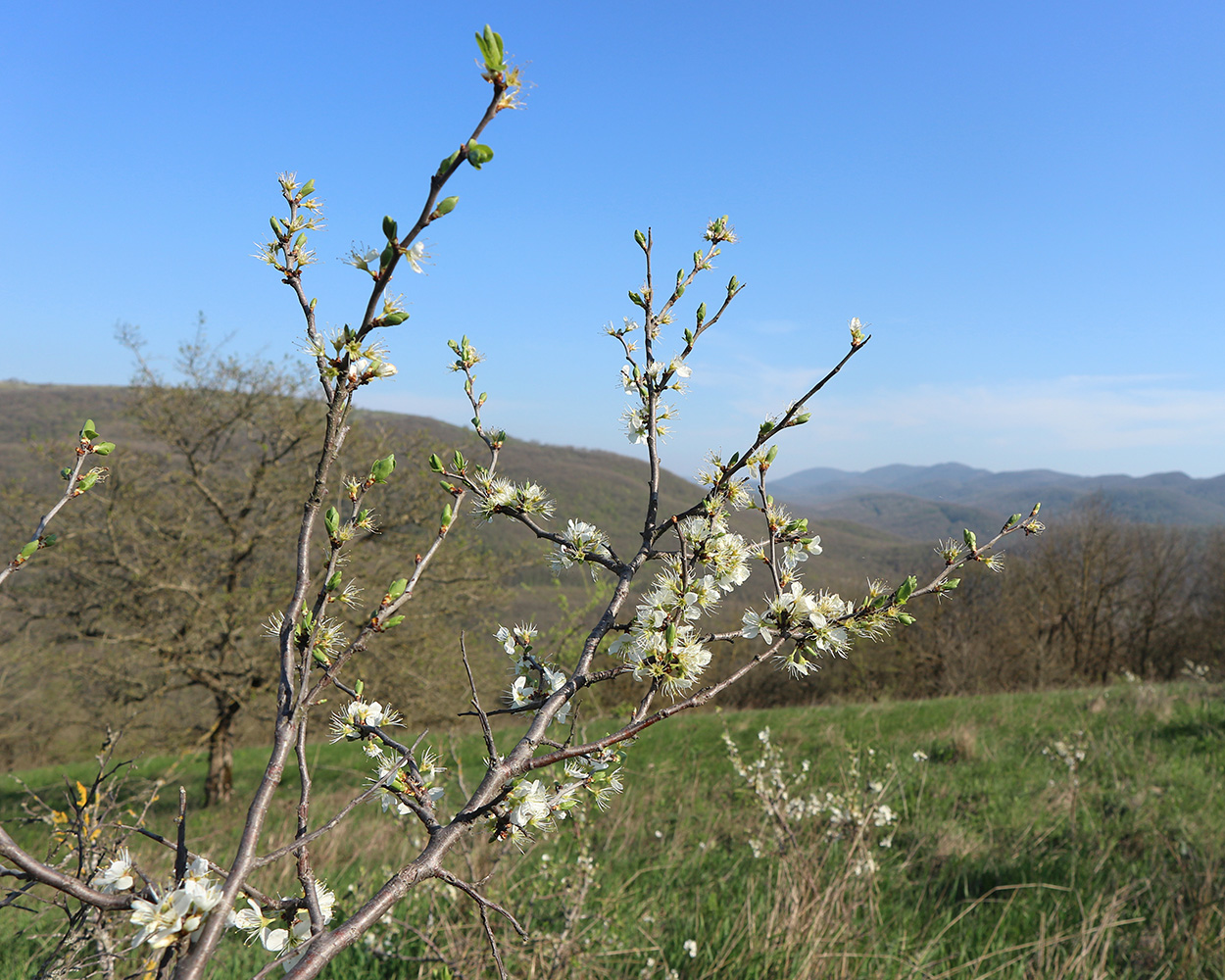 Изображение особи Prunus stepposa.