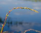 Persicaria hydropiper. Соплодие. Башкортостан, Хайбуллинский р-н, с. Акъяр, долина р. Таналык, у воды. 4 сентября 2023 г.