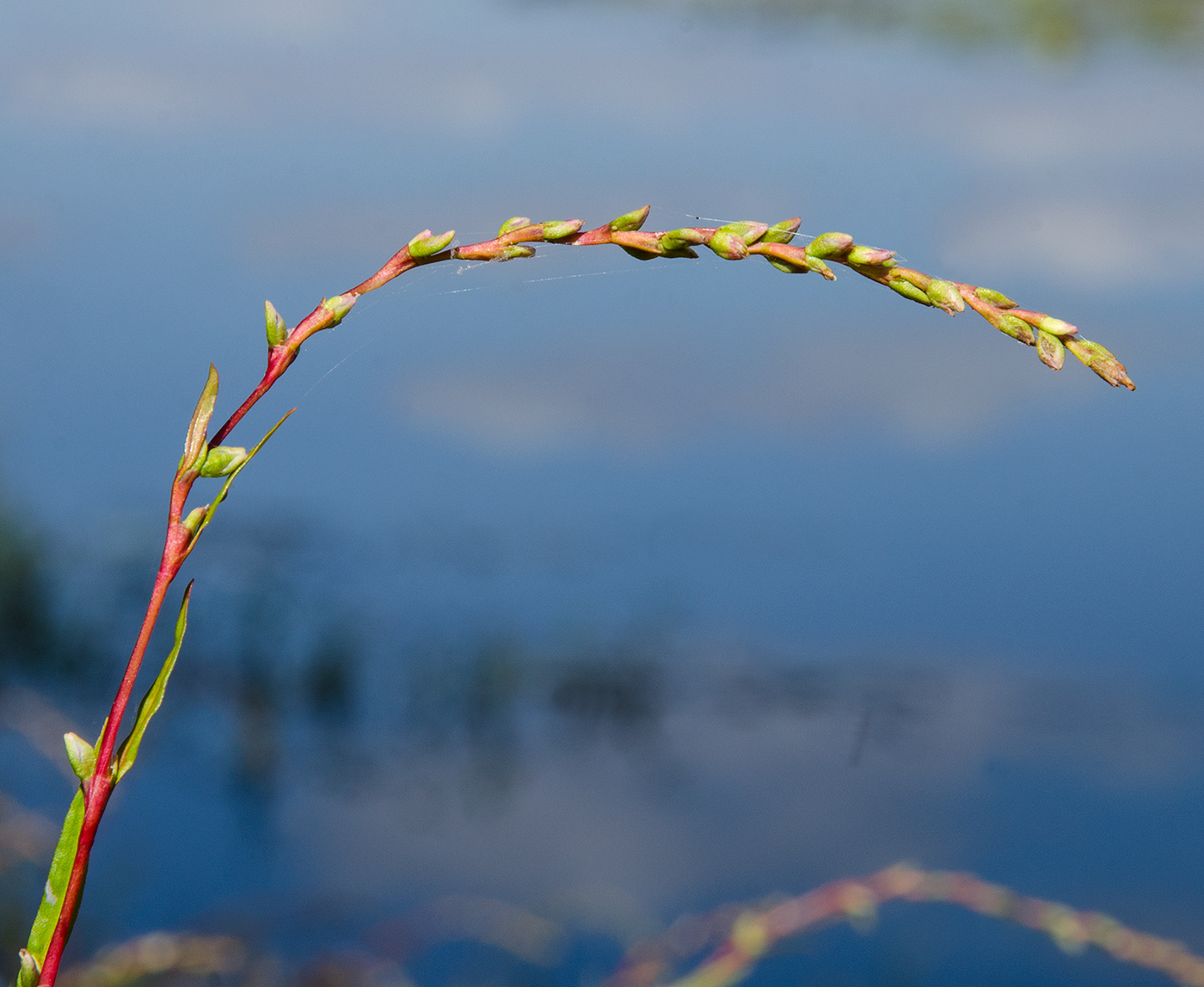 Image of Persicaria hydropiper specimen.