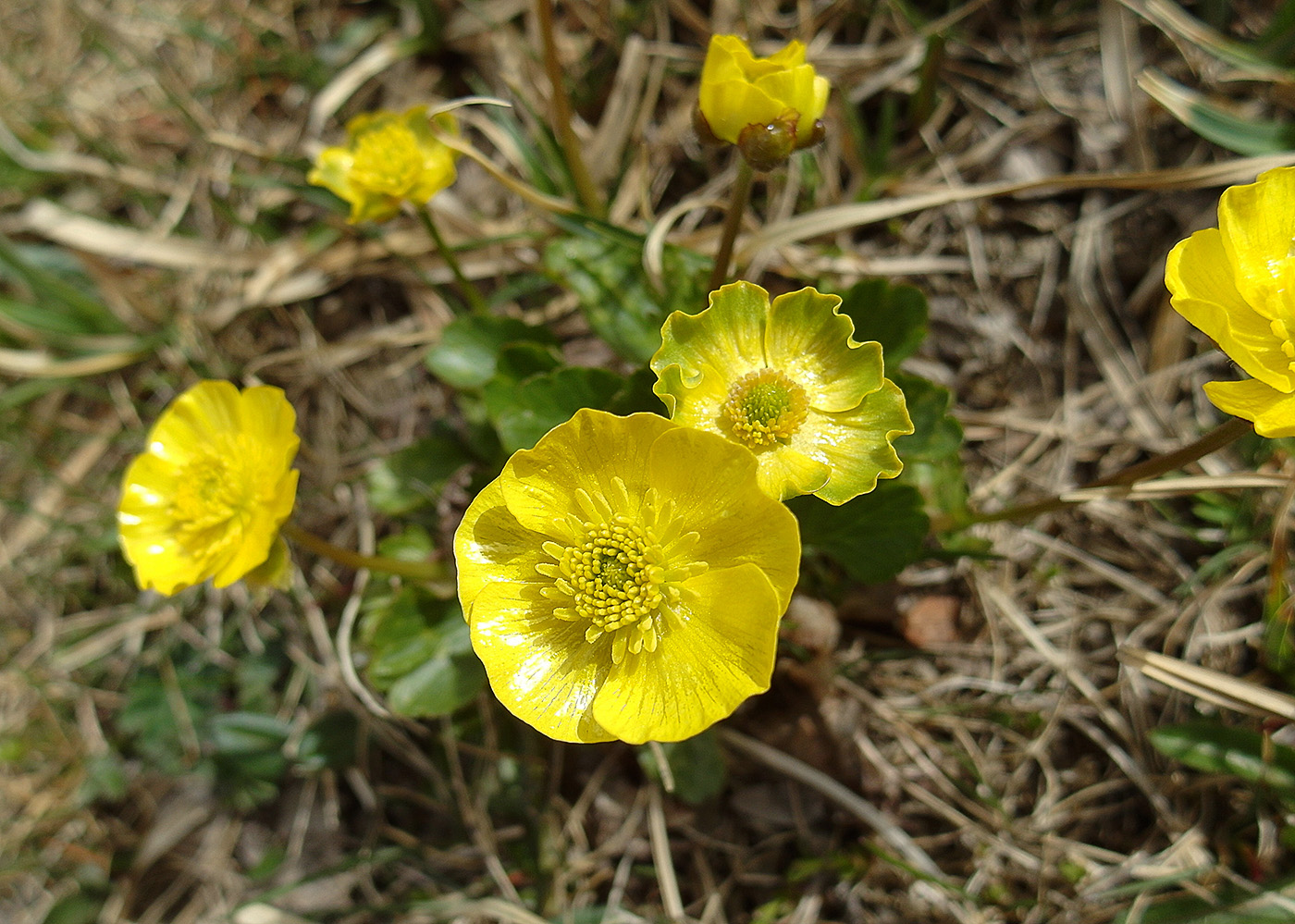 Image of Ranunculus altaicus specimen.