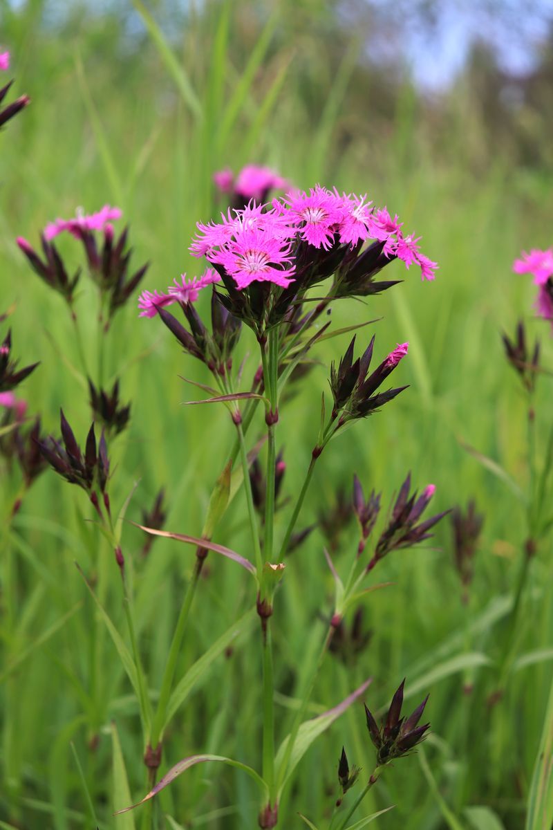 Изображение особи Dianthus barbatus.