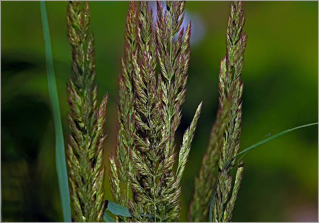 Изображение особи Calamagrostis epigeios.