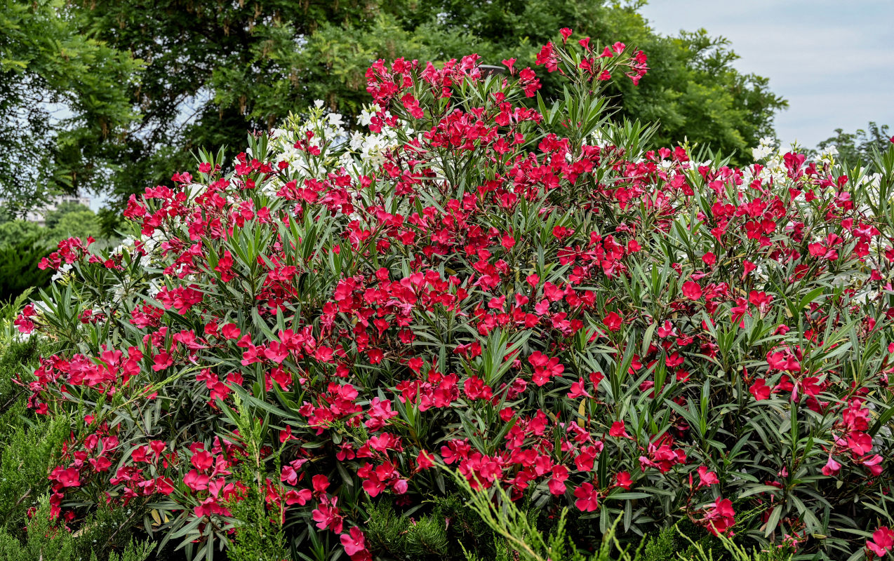 Image of Nerium oleander specimen.