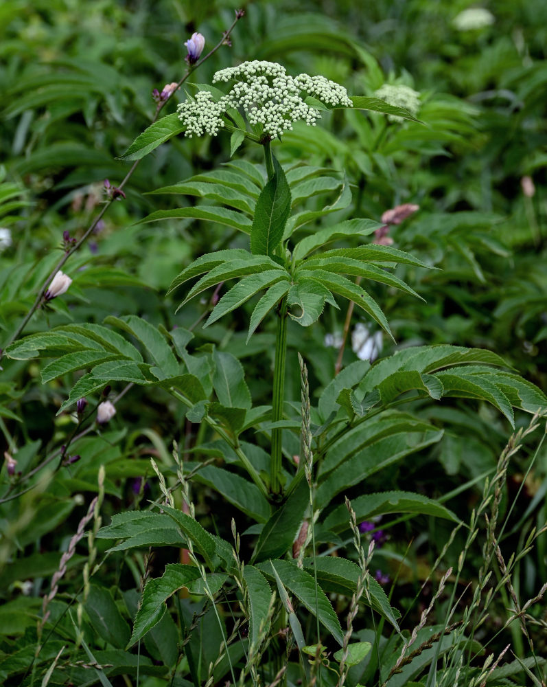 Image of Sambucus ebulus specimen.