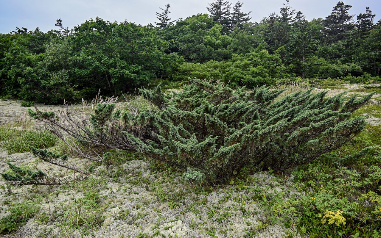 Image of Juniperus sargentii specimen.