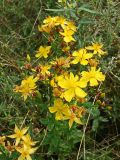 Hypericum attenuatum