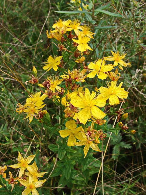 Изображение особи Hypericum attenuatum.