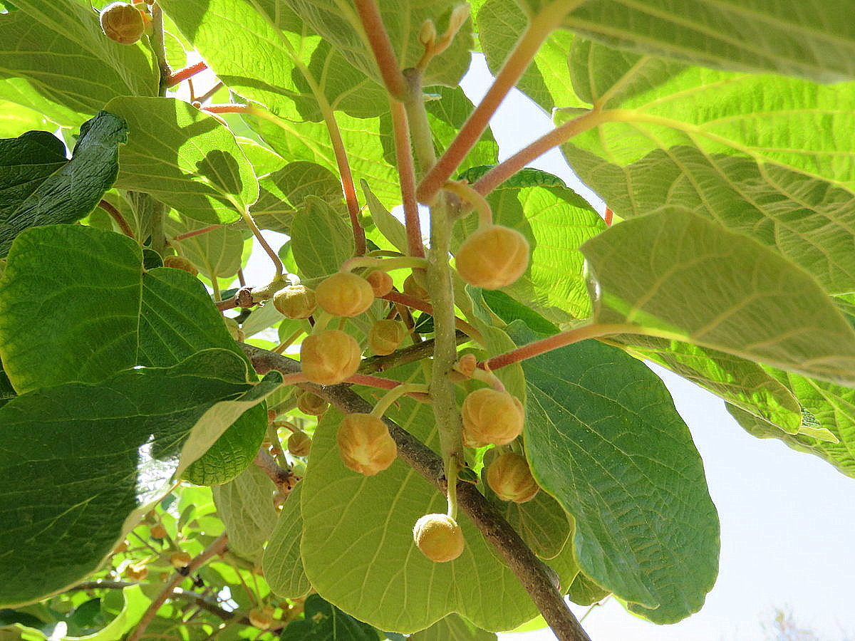 Image of Actinidia chinensis var. deliciosa specimen.