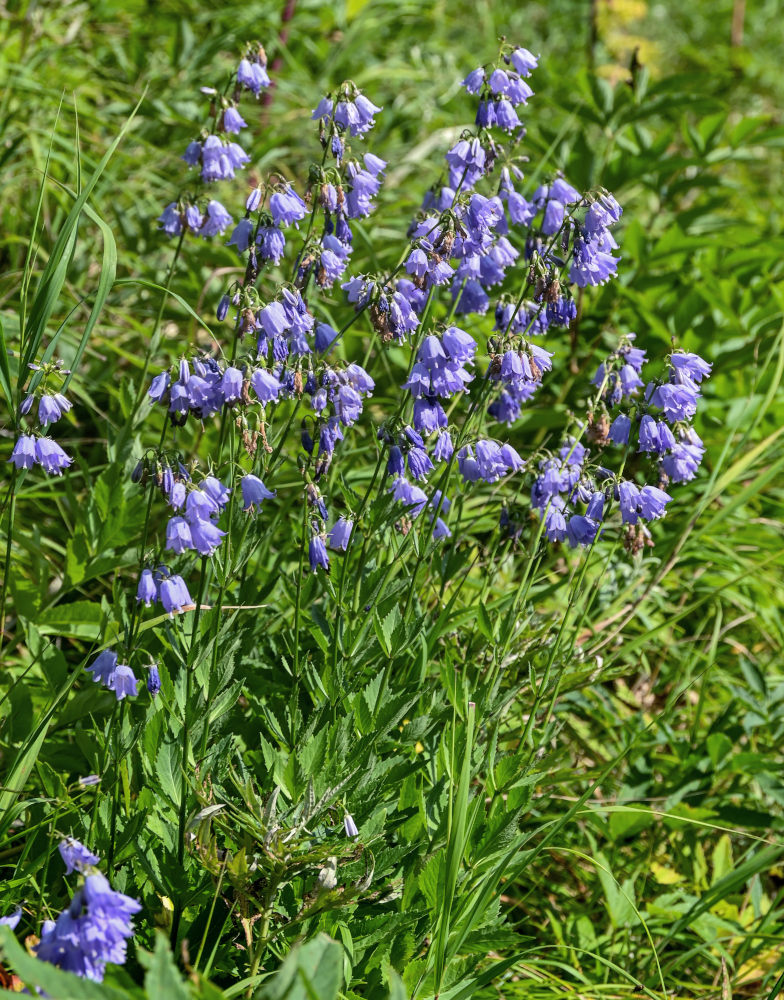 Изображение особи Adenophora triphylla.