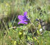 genus Campanula. Верхушка цветущего растения. Чечня, Шаройский р-н, окр. пер. Цумандинский, южный борт перевала, выс. ок. 2400 м н.у.м., луг. 24 июня 2024 г.