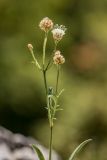 Cephalaria coriacea. Верхушка цветущего растения. Адыгея, Майкопский р-н, хр. Уна-Коз, скальное обнажение. 30.09.2024.