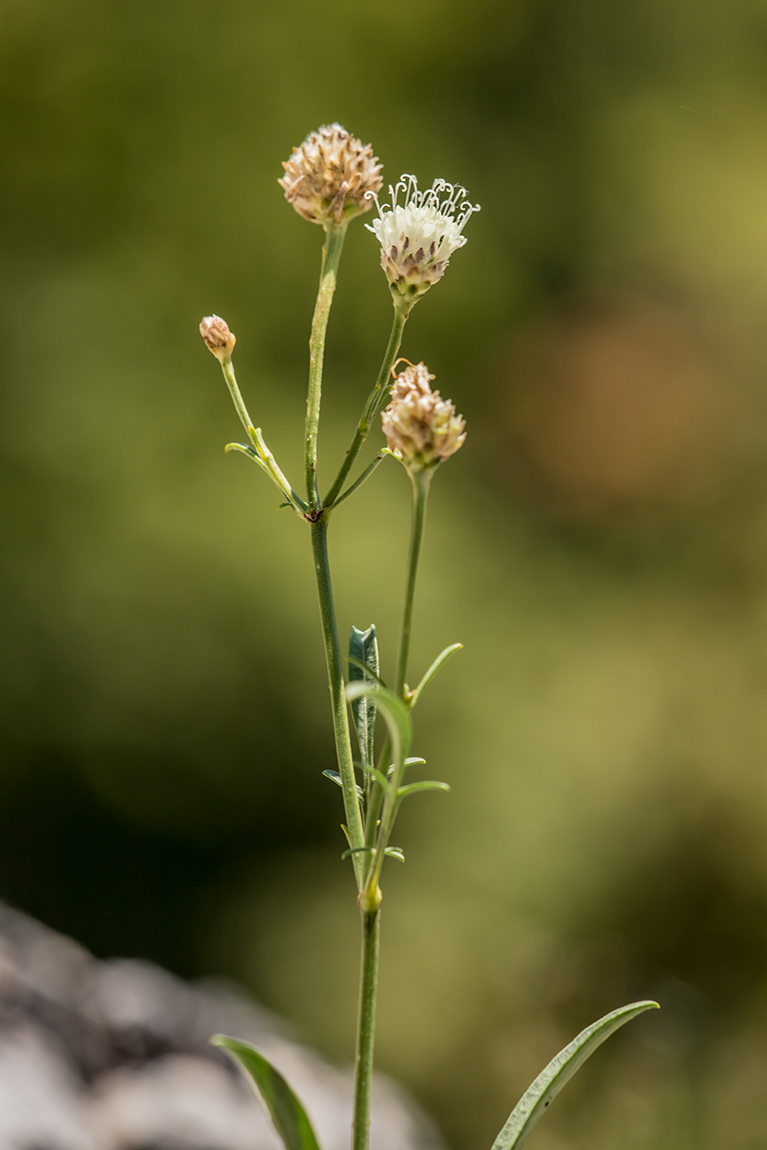 Image of Cephalaria coriacea specimen.