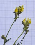 Linaria supina