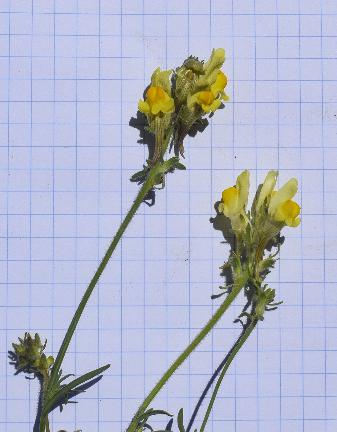 Image of Linaria supina specimen.