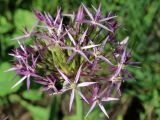 Allium cristophii. Цветки. Белгородская обл., пос. Ракитное, ул. Сосновая, 2, в культуре. 4 июня 2022 г.