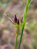 Dianthus capitatus. Часть побега и развивающееся соцветие. Крым, Южный Берег, долина р. Алака (Сотера), дубово-грабинниковое редколесье. 26.05.2024.