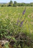 Salvia stepposa