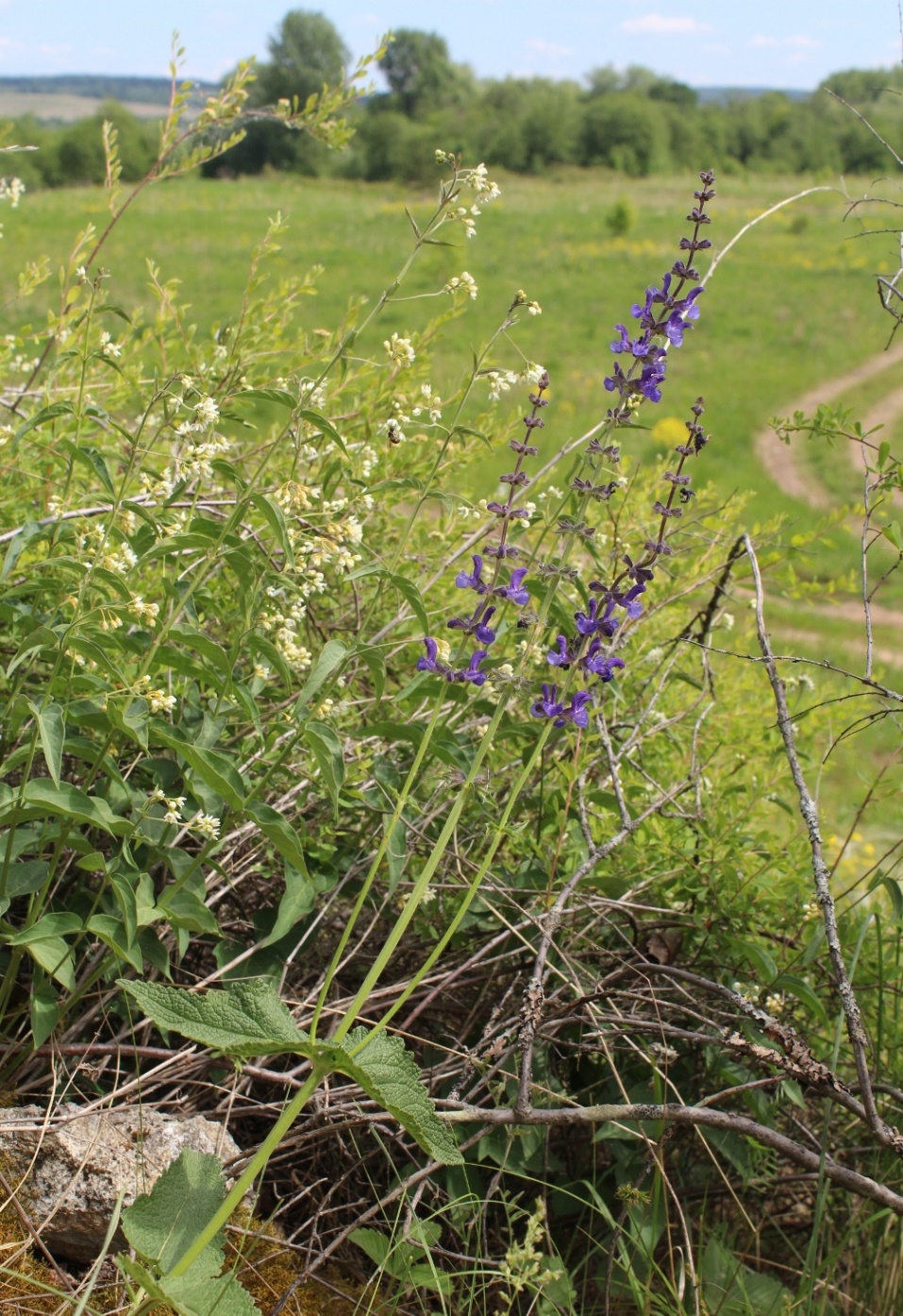 Image of Salvia stepposa specimen.