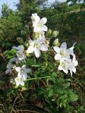 Gadellia lactiflora