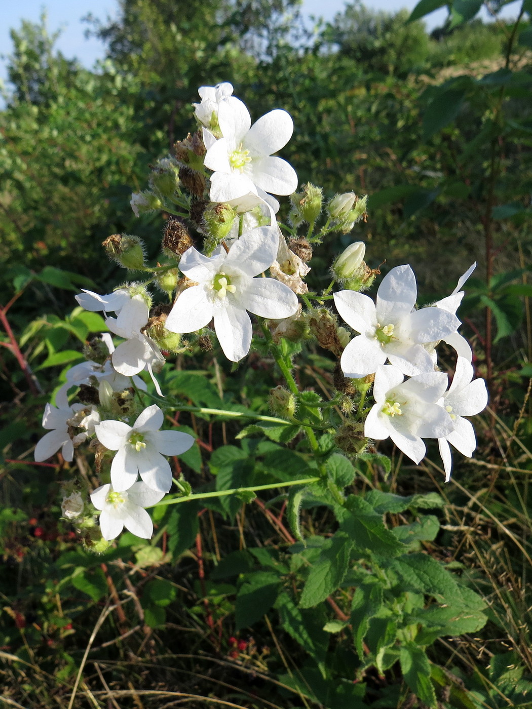 Image of Gadellia lactiflora specimen.