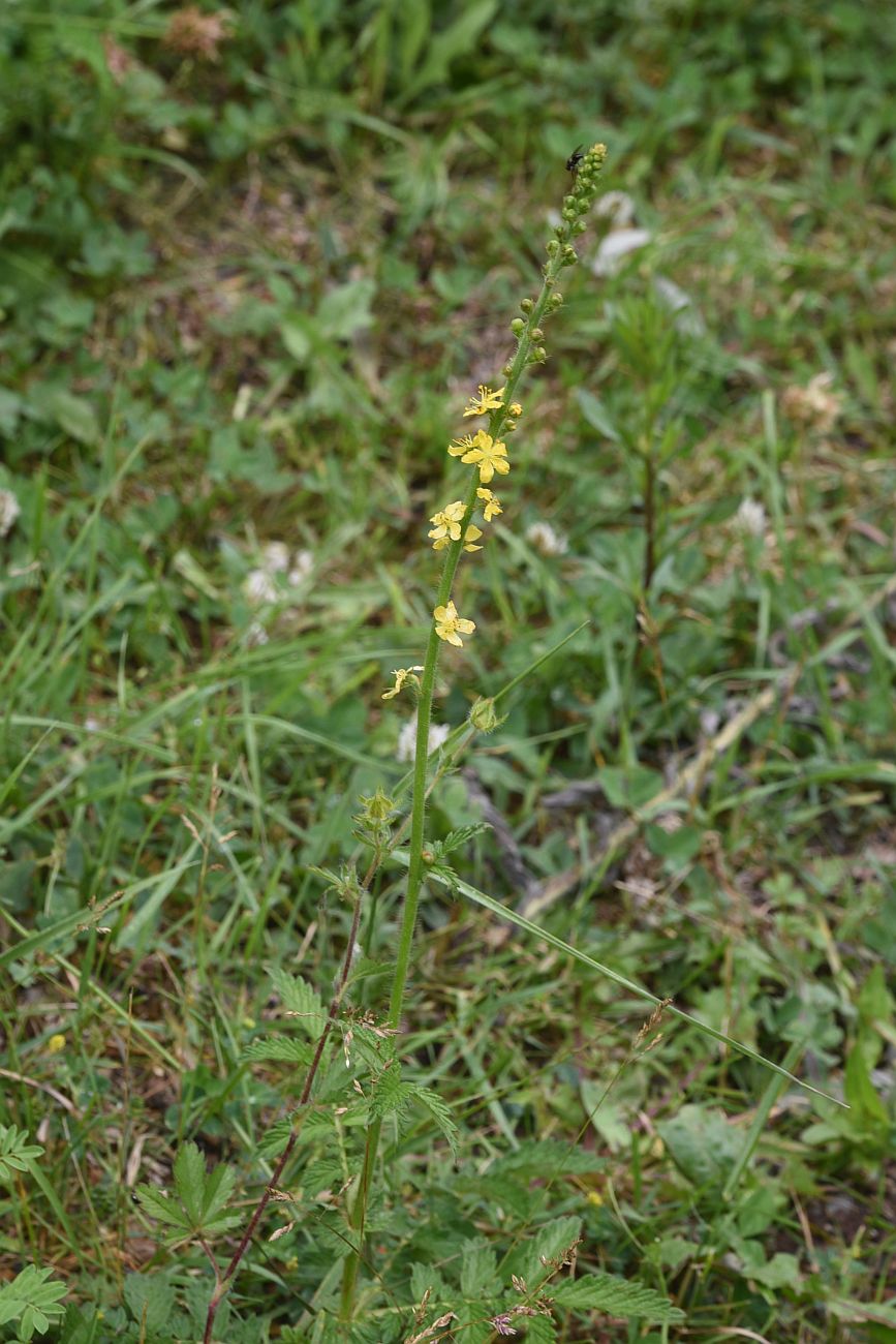 Image of Agrimonia eupatoria specimen.