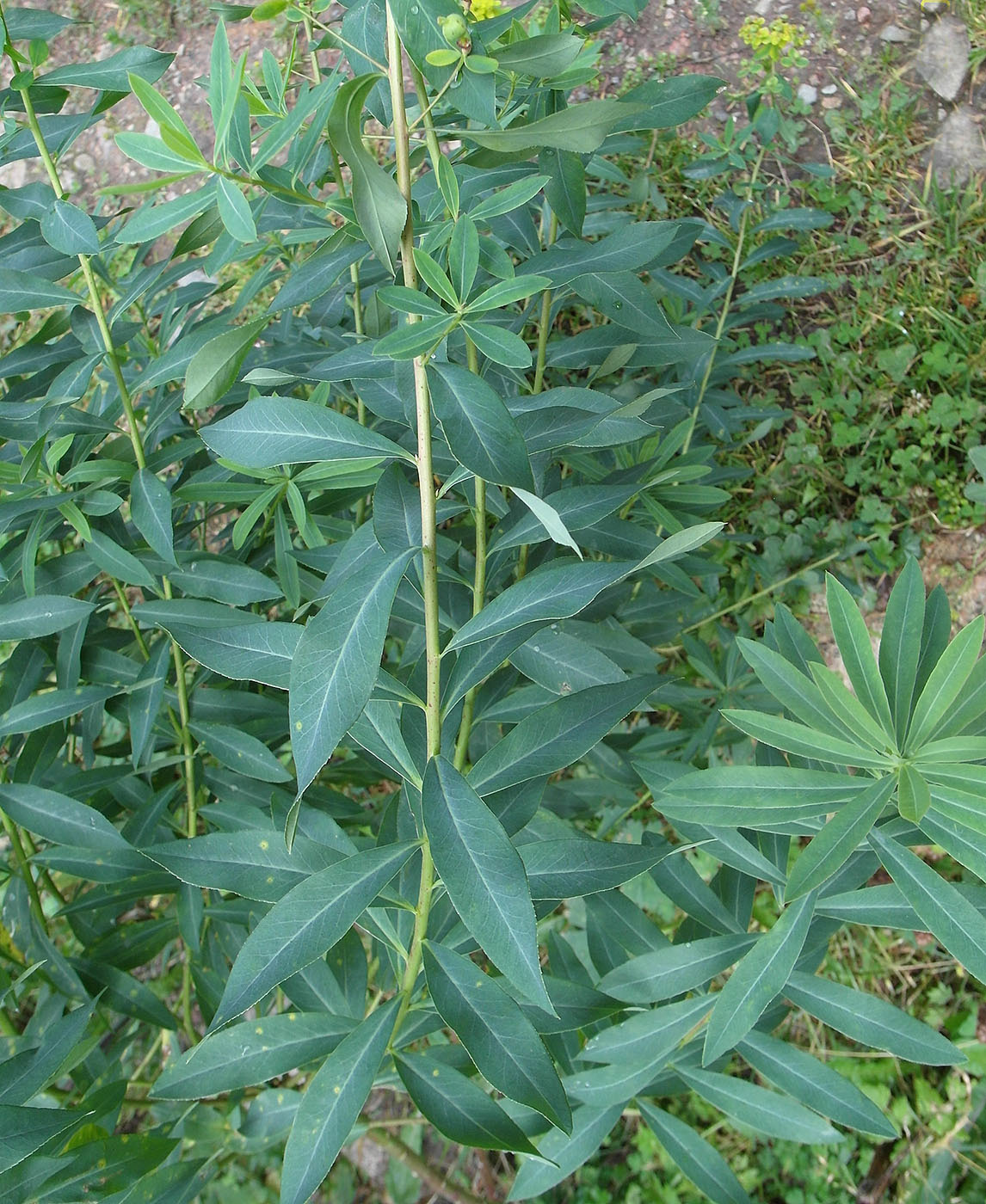 Image of Euphorbia lamprocarpa specimen.