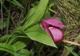 Cypripedium macranthos. Верхушка цветущего растения. Томская обл., окр. с. Батурино, памятник природы \"Звёздный ключ\", разнотравный лес. 13.06.2024.