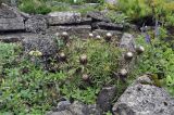 Carlina acaulis