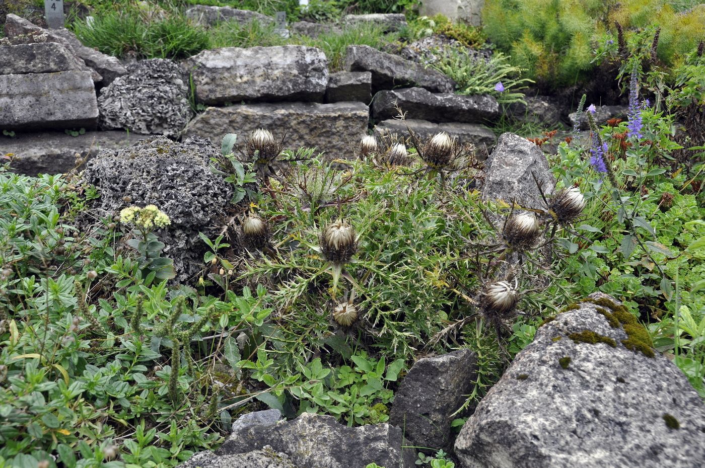 Изображение особи Carlina acaulis.