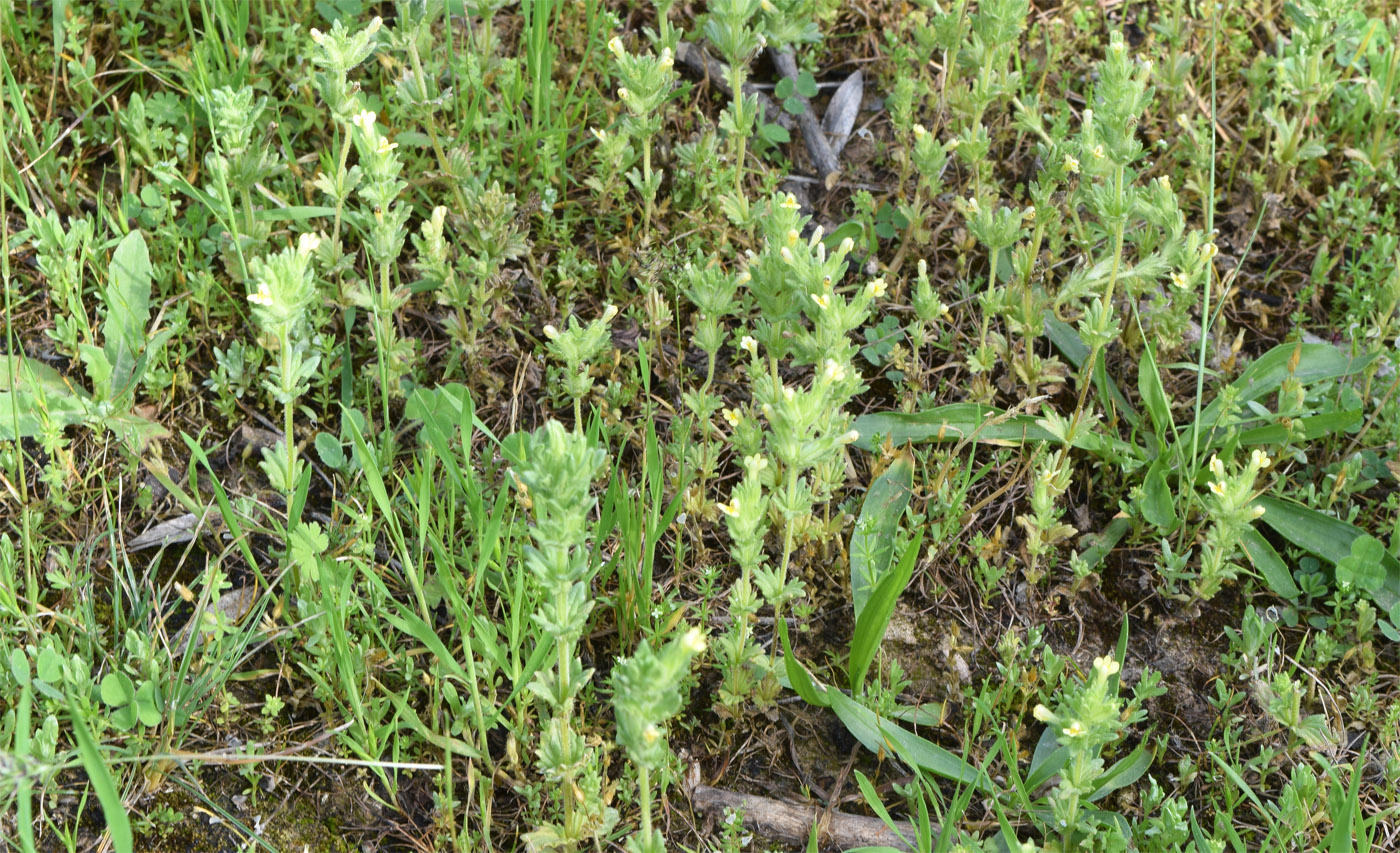 Image of Parentucellia flaviflora specimen.
