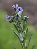 View full-size image Cynoglossum creticum