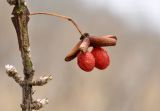 Смотреть изображение Euonymus sacrosanctus