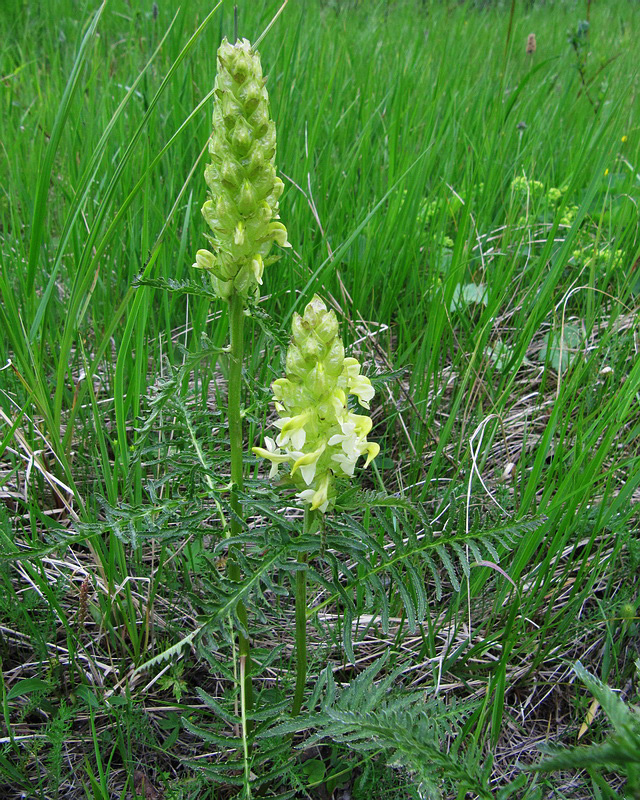 Image of Pedicularis compacta specimen.