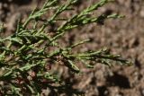 View full-size image Juniperus polycarpos