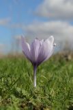 View full-size image Crocus pallasii